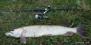 Northern Pike