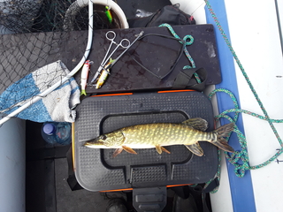 Northern Pike