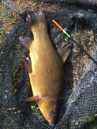 Tench
