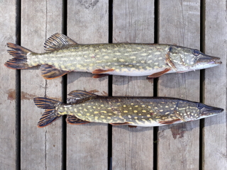 Northern Pike