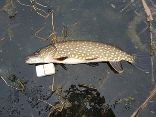 Northern Pike