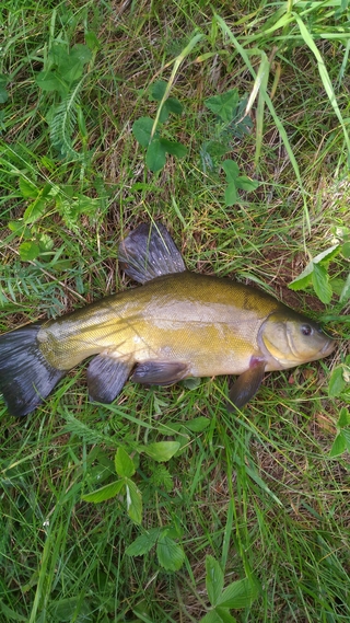 Tench