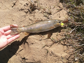 Brown Trout