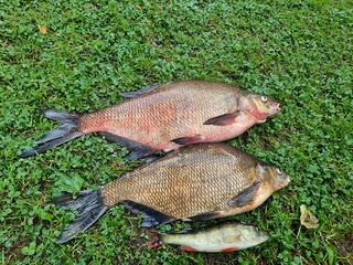 Carp bream