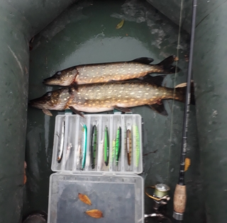 Northern Pike