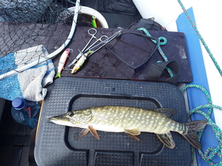 Northern Pike
