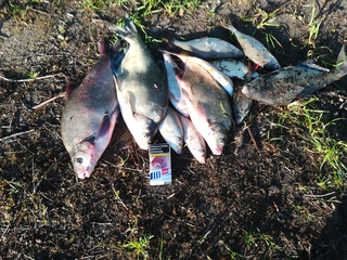 Carp bream