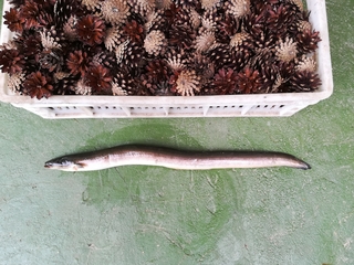 European eel