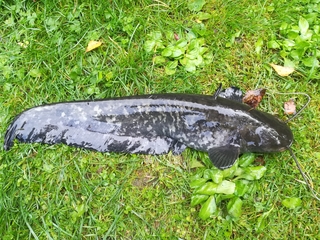 Wels catfish