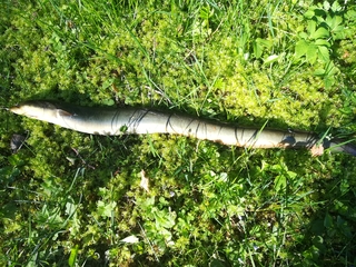 European eel