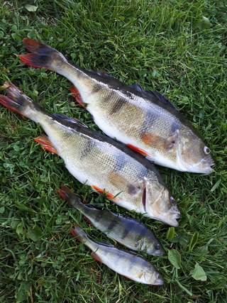 Eurasian perch