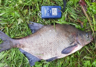 Carp bream