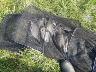 Carp bream