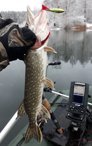 Northern Pike
