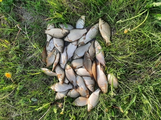 Prussian carp