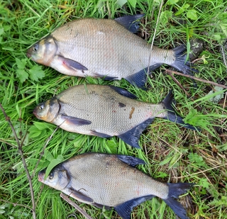 Carp bream