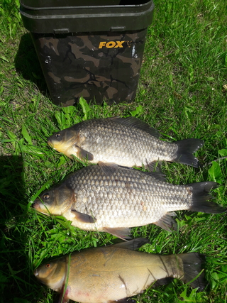 Prussian carp