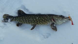 Northern Pike