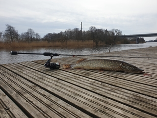 Northern Pike