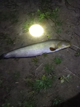 Wels catfish