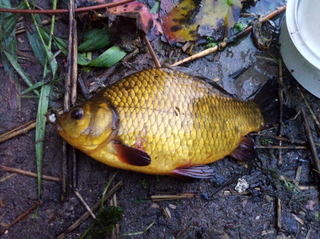 Crucian carp