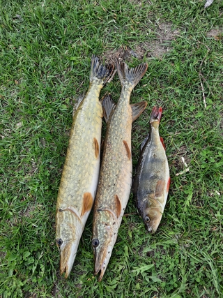 Northern Pike