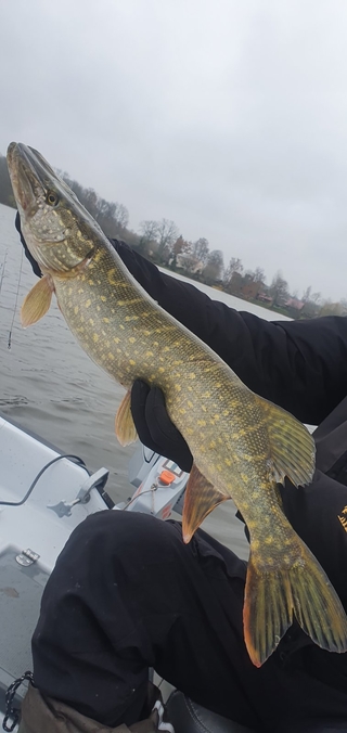 Northern Pike