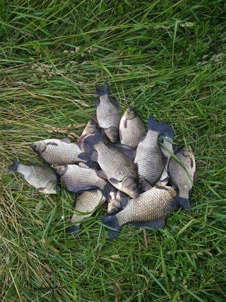 Prussian carp