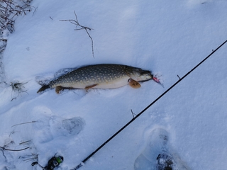 Northern Pike