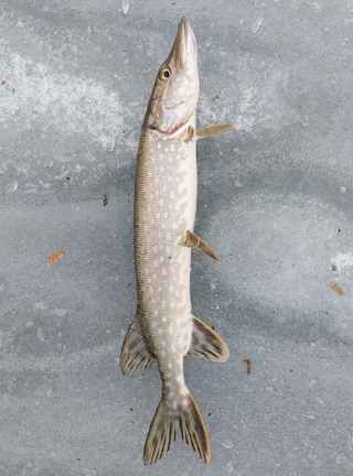 Northern Pike