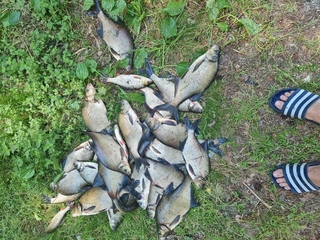Carp bream
