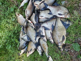 Carp bream