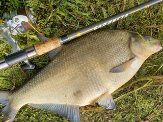 Carp bream