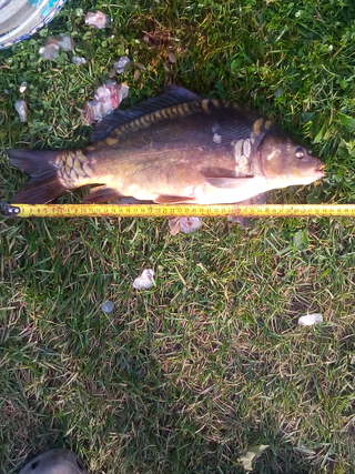 Mirror carp