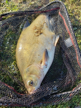 Carp bream