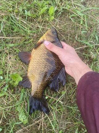 Crucian carp