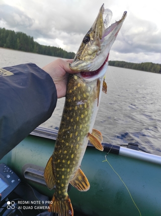 Northern Pike