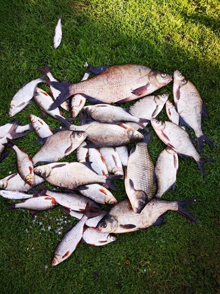 Carp bream