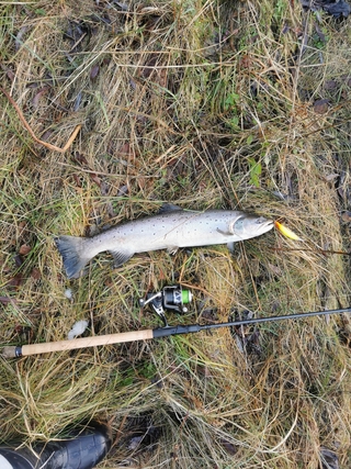 Brown Trout