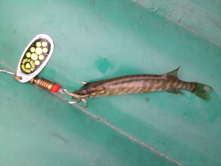 Northern Pike
