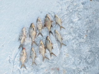 Carp bream