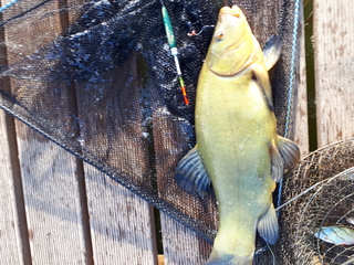 Tench