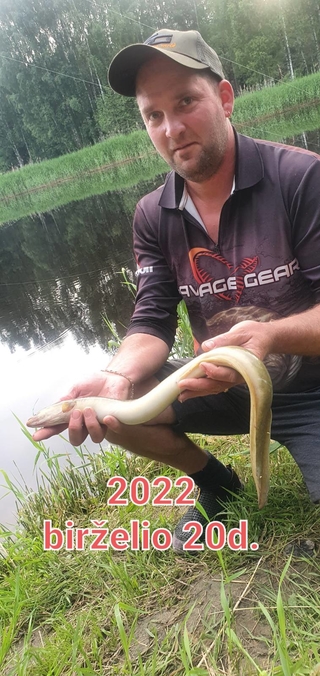 European eel