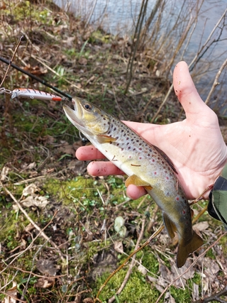Brown Trout