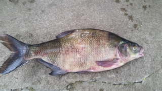 Carp bream