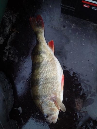 Eurasian perch
