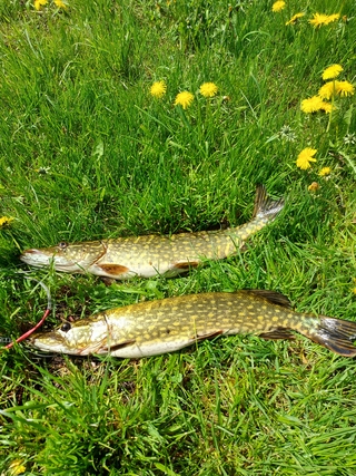 Northern Pike