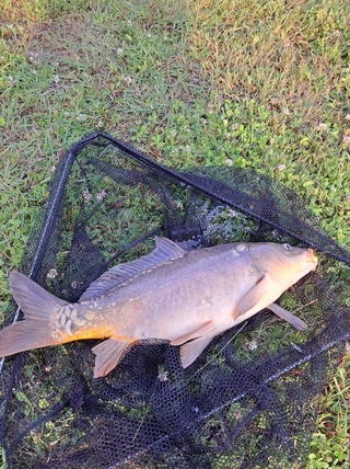 Mirror carp