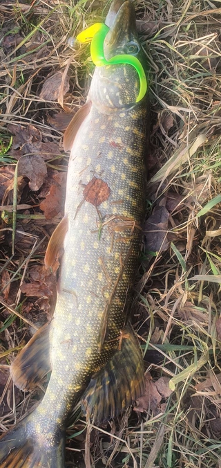 Northern Pike
