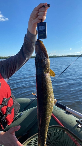 Northern Pike